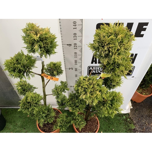 2 - TWO POM POM TREES CUPRESSOCYPARIS LEYLANDII 'GOLD RIDER' APPROX 160CM IN HEIGHT IN 15 LTR POTS PLUS ... 