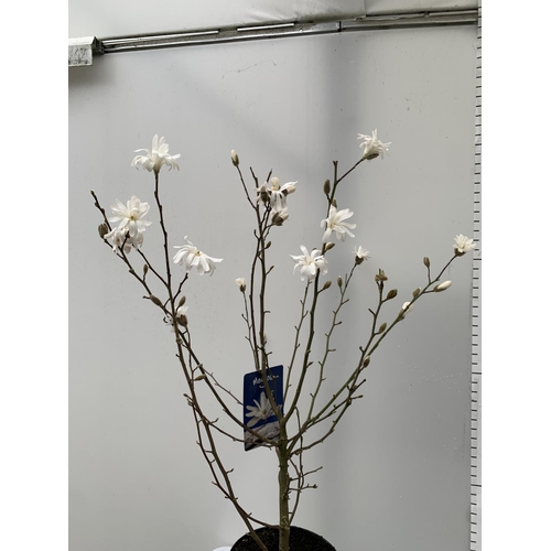 22 - ONE MAGNOLIA LOEBNERI 'LEONARD MESSEL' APPROX 120CM IN HEIGHT IN A 7 LTR POT PLUS VAT