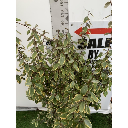 23 - A ELAEAGNUS EBBINGEI 'VIVLEG' SILVERBERRY OVER 170CM IN HEIGHT IN A 15 LTR POT PLUS VAT