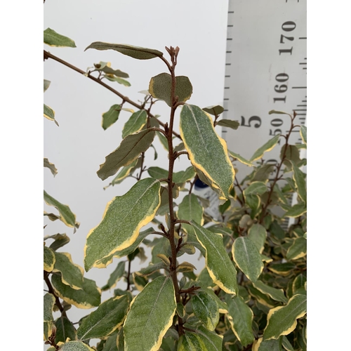 23 - A ELAEAGNUS EBBINGEI 'VIVLEG' SILVERBERRY OVER 170CM IN HEIGHT IN A 15 LTR POT PLUS VAT