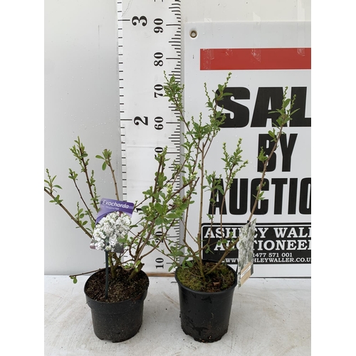 27 - TWO EXOCHORDA RACEMOSA 'NIAGARA' IN 3 LTR POTS APPROX 60 CM IN HEIGHT PLUS VAT TO BE SOLD FOR THE TW... 