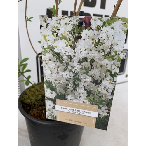 27 - TWO EXOCHORDA RACEMOSA 'NIAGARA' IN 3 LTR POTS APPROX 60 CM IN HEIGHT PLUS VAT TO BE SOLD FOR THE TW... 