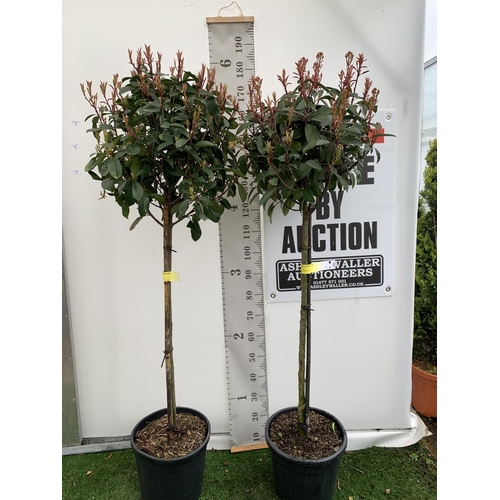 3 - TWO PHOTINIA FRASERI 'RED ROBIN' STANDARD TREES APPROX 180CM IN HEIGHT IN 15 LTR POTS PLUS VAT TO BE... 