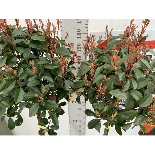 3 - TWO PHOTINIA FRASERI 'RED ROBIN' STANDARD TREES APPROX 180CM IN HEIGHT IN 15 LTR POTS PLUS VAT TO BE... 