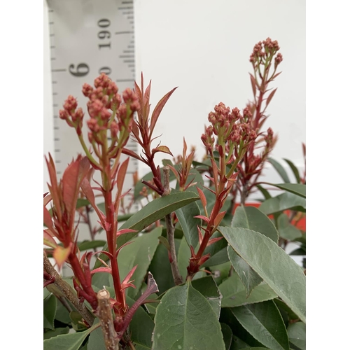 3 - TWO PHOTINIA FRASERI 'RED ROBIN' STANDARD TREES APPROX 180CM IN HEIGHT IN 15 LTR POTS PLUS VAT TO BE... 