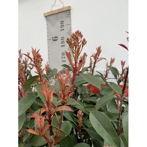 3 - TWO PHOTINIA FRASERI 'RED ROBIN' STANDARD TREES APPROX 180CM IN HEIGHT IN 15 LTR POTS PLUS VAT TO BE... 