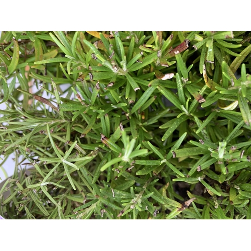 34 - THREE CARRY TRAYS OF ROSEMARY PLUG PLANTS NO VAT TO BE SOLD FOR THE THREE TRAYS