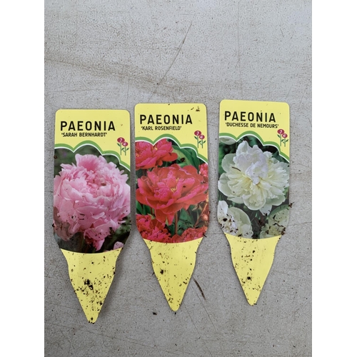 38 - TEN MIXED VARIETIES OF PAEONIA ON A TRAY PLUS VAT TO BE SOLD FOR THE TEN