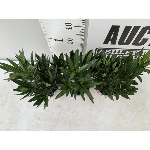 41 - THREE NERIUM OLEANDER PLANTS IN 2 LTR POTS APPROX 45CM IN HEIGHT PLUS VAT TO BE SOLD FOR THE THREE