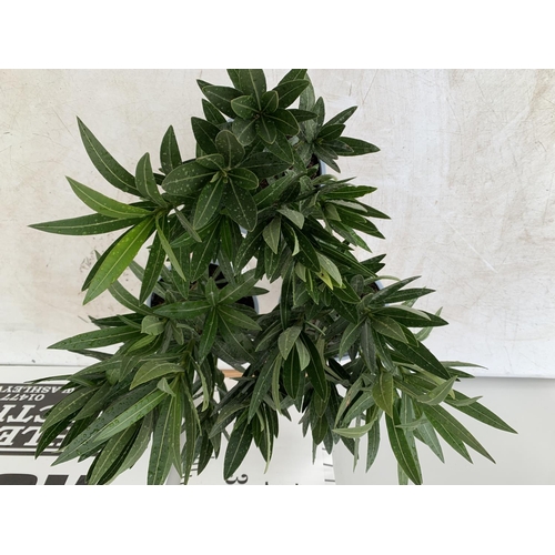 41 - THREE NERIUM OLEANDER PLANTS IN 2 LTR POTS APPROX 45CM IN HEIGHT PLUS VAT TO BE SOLD FOR THE THREE