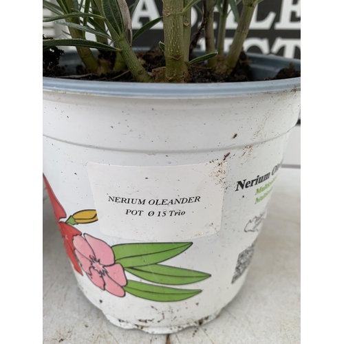 41 - THREE NERIUM OLEANDER PLANTS IN 2 LTR POTS APPROX 45CM IN HEIGHT PLUS VAT TO BE SOLD FOR THE THREE