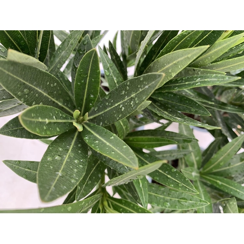 41 - THREE NERIUM OLEANDER PLANTS IN 2 LTR POTS APPROX 45CM IN HEIGHT PLUS VAT TO BE SOLD FOR THE THREE