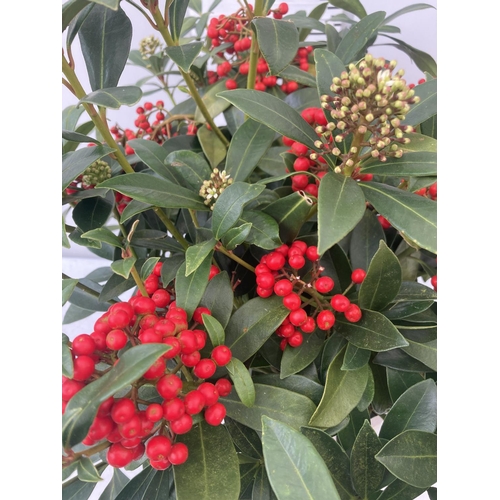 42 - A LARGE SKIMMIA JAPONICA 'PABELLA' PLANT IN A 5 LTR POT APPROX 75CM IN HEIGHT PLUS VAT