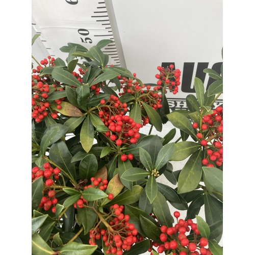 42 - A LARGE SKIMMIA JAPONICA 'PABELLA' PLANT IN A 5 LTR POT APPROX 75CM IN HEIGHT PLUS VAT