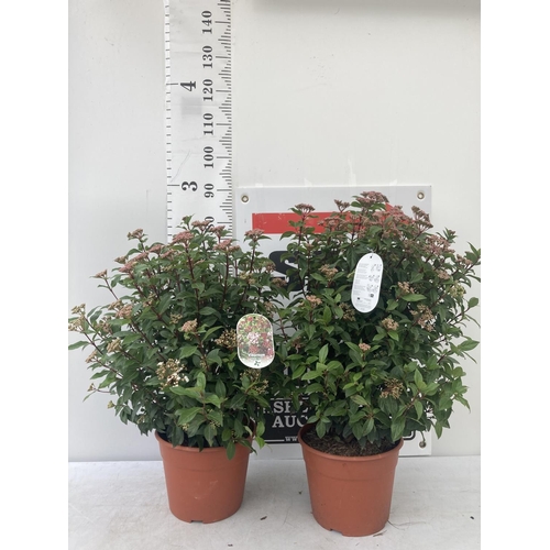 43 - TWO VIBURNUM TINUS 'SPIRIT' APPROX 80CM IN HEIGHT IN 7 LTR POTS PLUS VAT TO BE SOLD FOR THE TWO