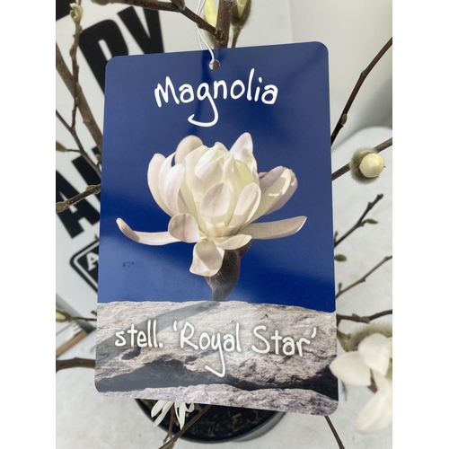 44 - ONE MAGNOLIA STELLATA 'ROYAL STAR' APPROX 110CM IN HEIGHT IN A 7 LTR POT PLUS VAT