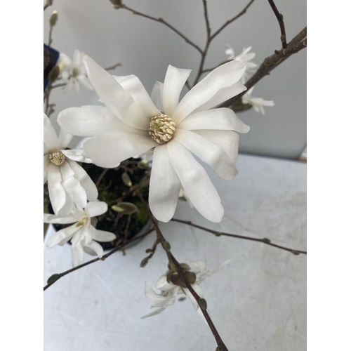 44 - ONE MAGNOLIA STELLATA 'ROYAL STAR' APPROX 110CM IN HEIGHT IN A 7 LTR POT PLUS VAT