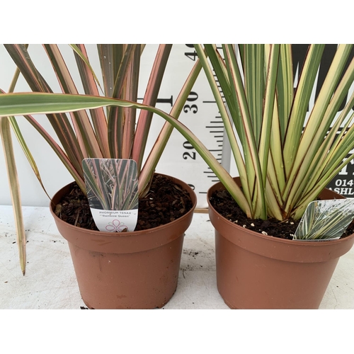 47 - TWO PHORMIUM TENAX PLANTS 'TRICOLOUR' AND 'RAINBOW QUEEN' APPROX ONE METRE IN HEIGHT IN 3LTR POTS PL... 