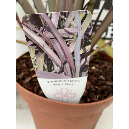 48 - TWO PHORMIUM TENAX 'CREAM DELIGHT' AND 'PLATTS BLACK' IN 3 LTR POTS APPROX 90CM IN HEIGHT PLUS VAT T... 