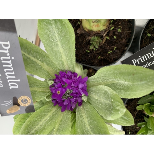 49 - A TRAY OF 10 PRIMULA 'GOLDEN NUGGET' PURPLES/PINK PLUS VAT TO BE SOLD FOR THE TEN