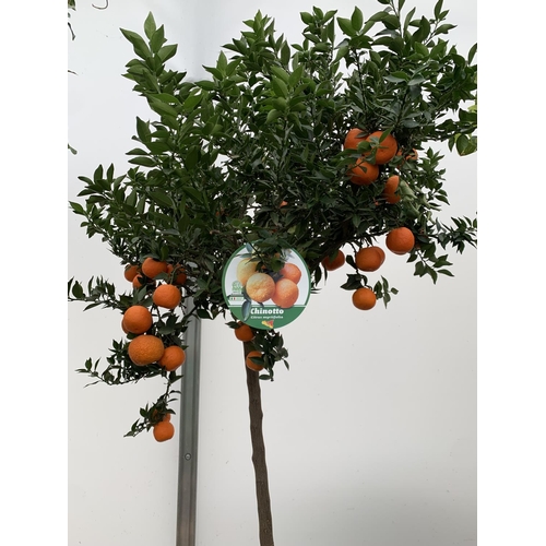 51 - ONE CHINOTTO CITRUS MYRTIFOLIA MYRTLE LEAVED ORANGE TREE WITH FRUIT APPROX 165CM IN HEIGHT IN A 25 L... 