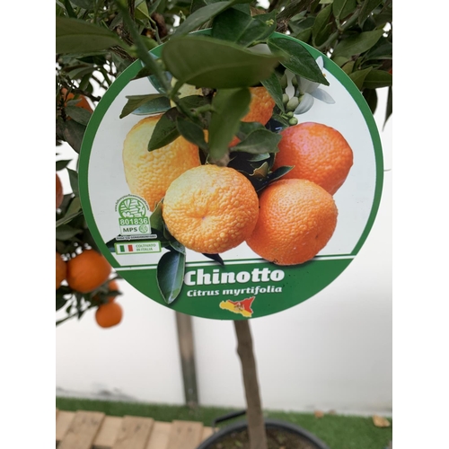 51 - ONE CHINOTTO CITRUS MYRTIFOLIA MYRTLE LEAVED ORANGE TREE WITH FRUIT APPROX 165CM IN HEIGHT IN A 25 L... 