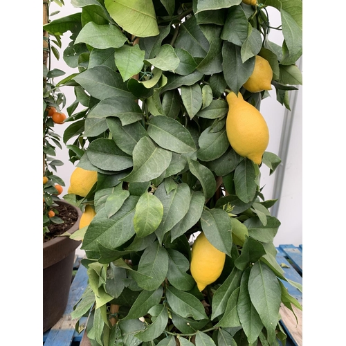 52 - A CITRUS LEMON PYRAMID OVER 180CM TALL WITH FRUIT IN A 38CM SQUARE POT NO VAT