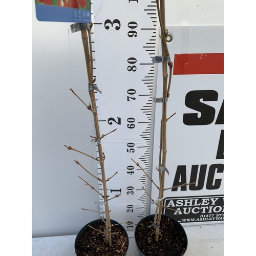 53 - TWO KILIMANDJARO VIBURNUM TREES APPROX 120CM IN HEIGHT  IN 3 LTR PPOTS PLUS VAT TO BE SOLD FOR THE T... 