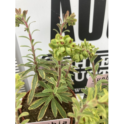 54 - TEN EUPHORBIA PLANTS ON A TRAY 'ASCOT RAINBOW' IN 1 LITRE POTS PLUS VAT TO BE SOLD FOR THE TEN