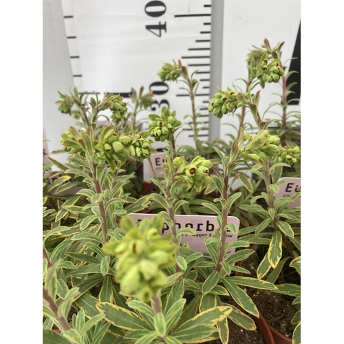 54 - TEN EUPHORBIA PLANTS ON A TRAY 'ASCOT RAINBOW' IN 1 LITRE POTS PLUS VAT TO BE SOLD FOR THE TEN