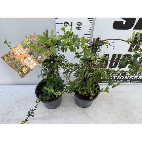 59 - TWO PYRACANTHA 'SUNNY STAR' IN 3 LTR POTS APPROX 70CM IN HEIGHT PLUS VAT TO BE SOLD FOR THE TWO