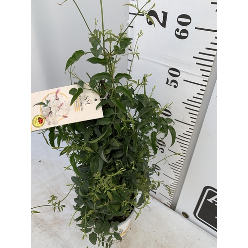 62 - ONE JASMINE POLYANTHUM APPROX 60CM IN HEIGHT IN A 2 LTR POT PLUS VAT