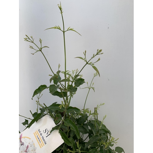 62 - ONE JASMINE POLYANTHUM APPROX 60CM IN HEIGHT IN A 2 LTR POT PLUS VAT