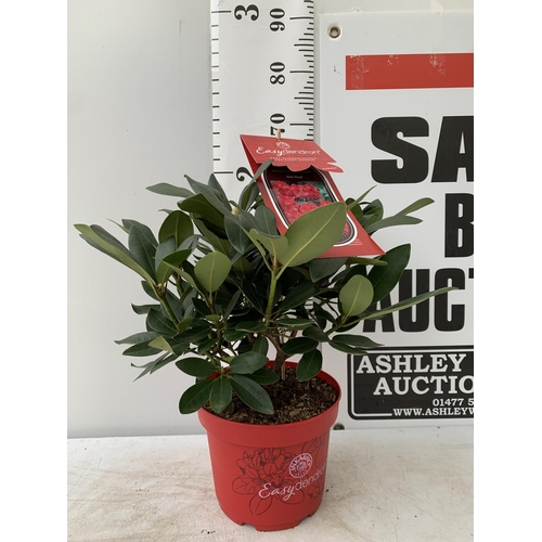 63 - ONE RHODODENDRON INKARHO 'KARL NAUE' RED IN A 5 LTR POT APPROX 65CM IN HEIGHT PLUS VAT