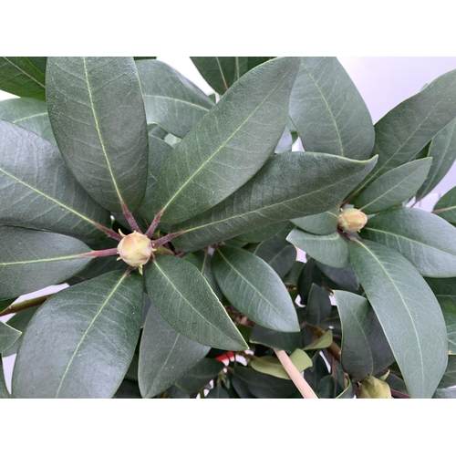 63 - ONE RHODODENDRON INKARHO 'KARL NAUE' RED IN A 5 LTR POT APPROX 65CM IN HEIGHT PLUS VAT