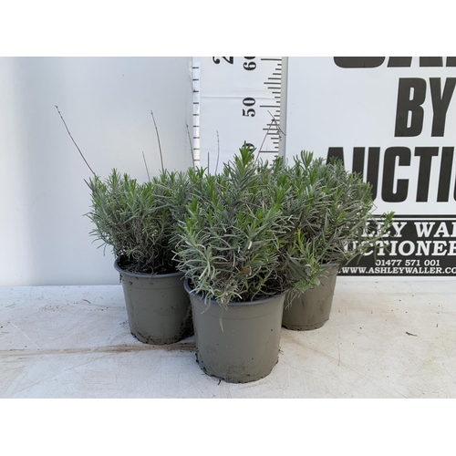 64 - THREE LAVENDER 'MUNSTEAD' APPROX 35CM IN HEIGHT IN 2 LTR POTS PLUS VAT TO BE SOLD FOR THE THREE