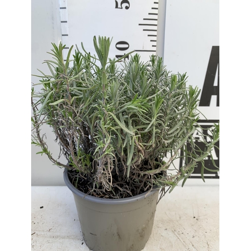 64 - THREE LAVENDER 'MUNSTEAD' APPROX 35CM IN HEIGHT IN 2 LTR POTS PLUS VAT TO BE SOLD FOR THE THREE