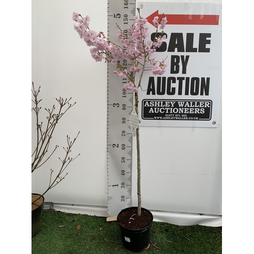 67 - ONE FLOWERING CHERRY PRUNUS 'ACCOLADE' IN A 5LTR POT APPROX 140CM IN HEIGHT PLUS VAT