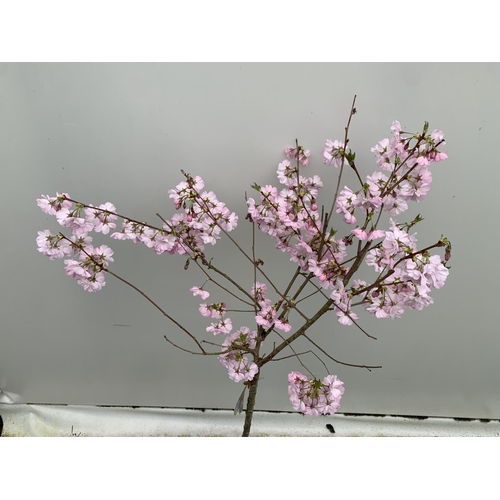 67 - ONE FLOWERING CHERRY PRUNUS 'ACCOLADE' IN A 5LTR POT APPROX 140CM IN HEIGHT PLUS VAT