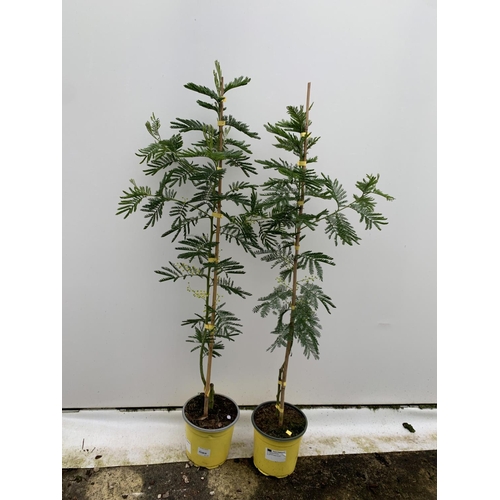 69 - TWO MIMOSA GAULOIS IN 2 LTR POTS APPROX 110CM IN EHIGHT PLUS VAT TO BE SOLD FOR THE TWO