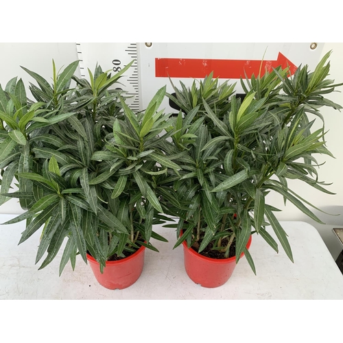 7 - TWO OLEANDER PLANTS APPROX 90CM IN HEIGHT IN 10 LTR POTS TO BE SOLD FOR THE TWO PLUS VAT