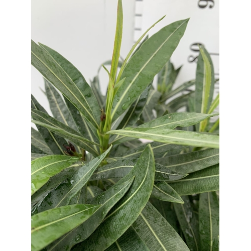 7 - TWO OLEANDER PLANTS APPROX 90CM IN HEIGHT IN 10 LTR POTS TO BE SOLD FOR THE TWO PLUS VAT