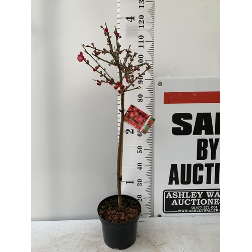 70 - ONE FLOWERING CHERRY PRUNUS PERSICA 'MELRED' RED APPROX 110CM IN HEIGHT IN A 4LTR POT PLUS VAT