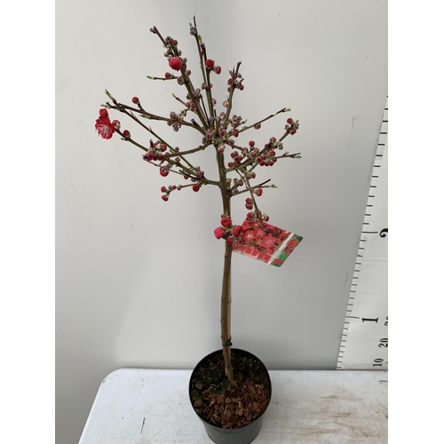 70 - ONE FLOWERING CHERRY PRUNUS PERSICA 'MELRED' RED APPROX 110CM IN HEIGHT IN A 4LTR POT PLUS VAT