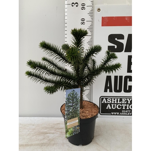 71 - ONE MONKEY PUZZLE TREE ARAUCARIA ARAUCANA APPORX 75CM IN HEIGHT PLUS VAT IN A 5 LTR POT