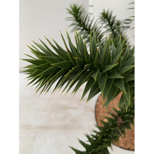 71 - ONE MONKEY PUZZLE TREE ARAUCARIA ARAUCANA APPORX 75CM IN HEIGHT PLUS VAT IN A 5 LTR POT