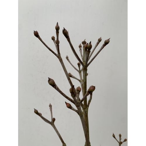 72 - ONE CORNUS KOUSA WHITE 'SCHMETTERLING' TREE APPROX 120CM IN HEIGHT IN A 7 LTR POT PLUS VAT