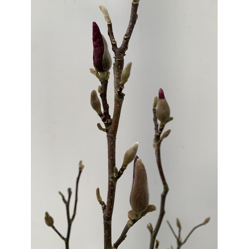 74 - ONE MAGNOLIA PINK TULIP TREE 'JANE' APPROX 120CM IN HEIGHT IN A 7 LTR POT PLUS VAT