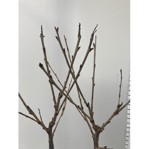 77 - TWO FRUITING CHERRY TREES AVIUM 'KORDIA'  IN FIVE LTR POTS APPROX 110CM IN HEIGHT NO VAT TO BE SOLD ... 