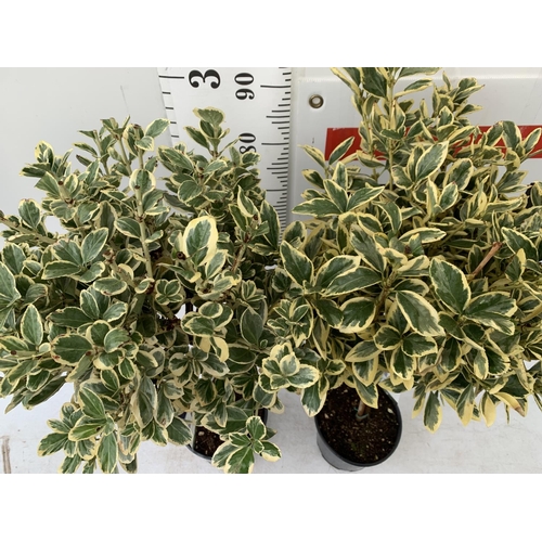 8 - TWO EUONYMUS JAPONICUS STANDARD TREES APPROX 110CM IN HEIGHT IN 5 LTR POTS PLUS VAT TO BE SOLD FOR H... 